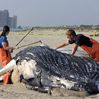 Whale Washes Up in NJ